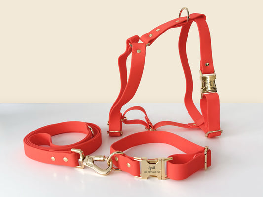 Kit Collier Harnais et Laisse Chien Personnalisé Biothane Orange: harnais et laisse rouges en biothane, avec boucles dorées et gravure personnalisable.