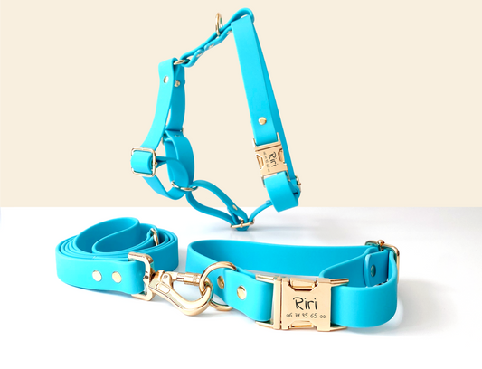 Kit Collier Harnais et Laisse Chien Personnalisé Biothane Bleu