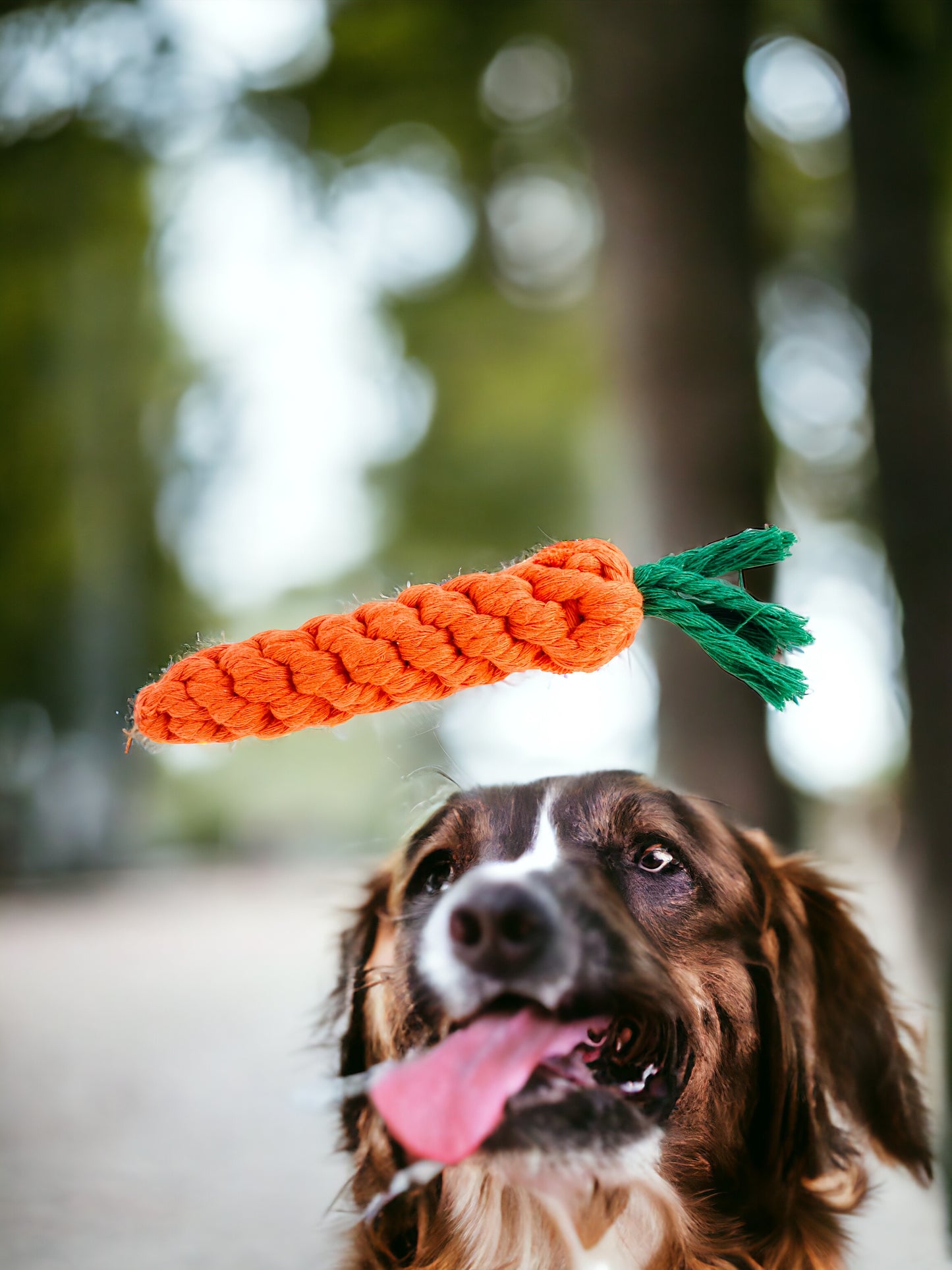 Carotte en Cordes pour Chien et Chat