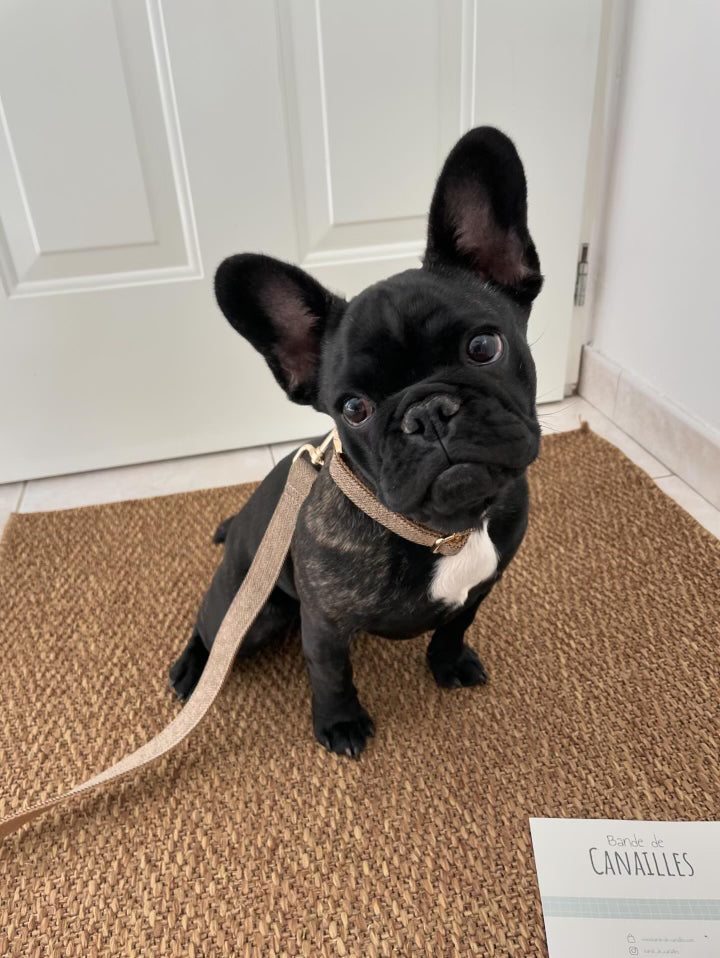 Laisse Chien Chevron Noisette